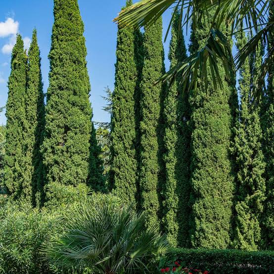 <p>Cupressus</p>