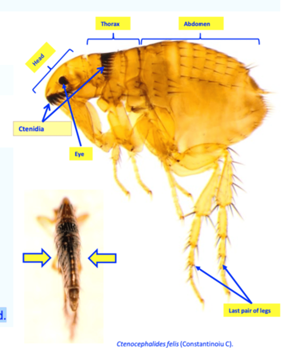 <p>Ctenidia</p><p>Up to 2.5 mm long, brown/black, flattened laterally;</p><p>Body made up of head, thorax and abdomen;</p><p>Genal (7-8 spines) and pronotal (16 spines) ctenidia (combs)</p><p>Eyes present;</p><p>Legs: developed, 3rd pair most developed.</p>