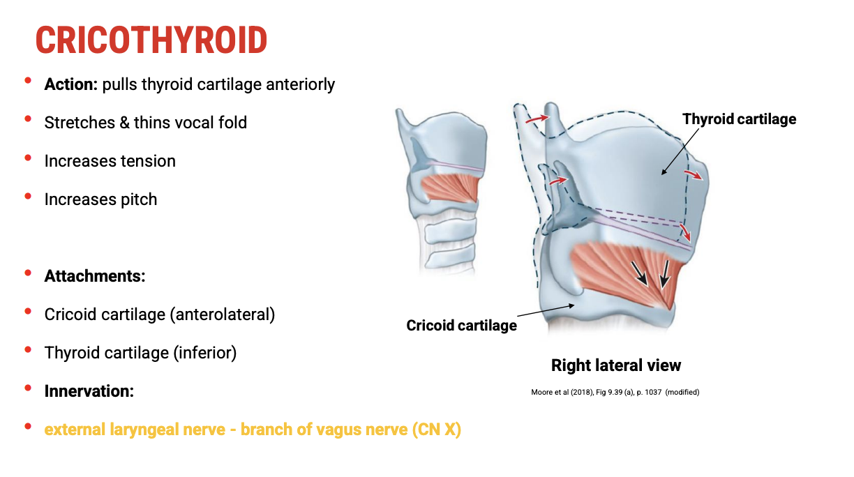 <p><span data-name="mechanical_arm" data-type="emoji">🦾</span><span><strong>&nbsp;Action</strong></span></p><ul><li><p><span><strong>Pulls the thyroid cartilage anteriorly and downward</strong>&nbsp;(rocks it forward on the cricoid cartilage).</span></p></li><li><p><span>This movement&nbsp;<strong>stretches and thins the vocal folds</strong>, increasing their&nbsp;<strong>tension</strong>.</span></p></li><li><p><span>Result:&nbsp;<strong>Raises pitch</strong>&nbsp;by increasing the frequency of vocal fold vibration.</span></p></li></ul><p>&nbsp;</p><p><span data-name="bone" data-type="emoji">🦴</span><span><strong>&nbsp;Attachments</strong></span></p><ul><li><p><span>Origin:&nbsp;<strong>Anterolateral aspect of the cricoid cartilage</strong></span></p></li><li><p><span>Insertion:&nbsp;<strong>Inferior border and inferior horn of the thyroid cartilage</strong></span></p></li></ul><p>&nbsp;</p><p><span data-name="high_voltage" data-type="emoji">⚡</span><span><strong>&nbsp;Innervation</strong></span></p><ul><li><p><span>Innervated by the&nbsp;<strong>external branch of the superior laryngeal nerve</strong>&nbsp;(branch of the vagus nerve).</span></p></li><li><p><span><strong>This is unique</strong>&nbsp;compared to other intrinsic laryngeal muscles, which are mostly innervated by the recurrent laryngeal nerve.</span></p></li></ul><p></p>