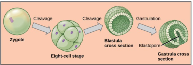 <p>Zygote → Cleavage → Blastula → Gastrula → Organogenesis.</p>