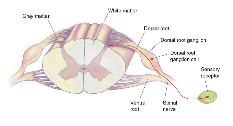 <ul><li><p>Primary Afferent Axon</p><ul><li><p><strong>AKA: First order neuron</strong>; Sensor to spinal cord</p></li></ul></li><li><p>Enters spinal cord at <em>dorsal root</em></p></li><li><p>Cell bodies lie in <em>dorsal root ganglion</em></p><ul><li><p><em>Pseudo-unipolar neurons</em></p></li></ul></li></ul><p><u>Four types of primary afferent axons:</u></p><ul><li><p>A<span>α (proprioception), Aβ (touch)</span>, Aδ (pain), C axons (slow pain/itchy)</p></li><li><p><strong>A<span>β</span></strong> <strong>mediates touch</strong></p></li></ul><p></p>