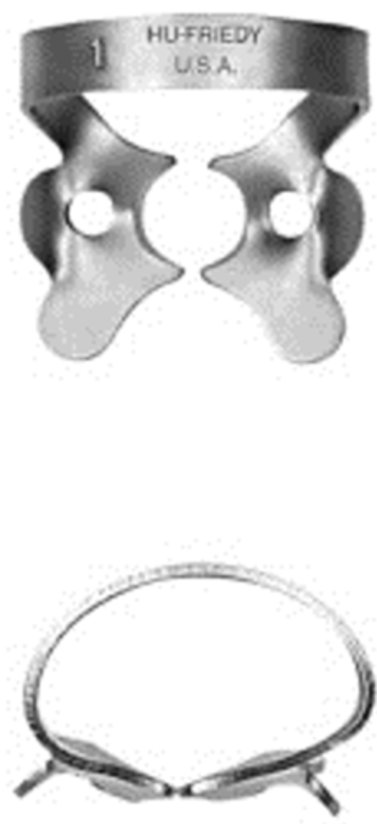 <p>•Slightly festooned jaws for upper premolars</p>