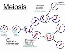 <ol><li><p><span style="color: green">DNA</span> is <span style="color: purple">replicated</span></p></li><li><p>The pairs of <span style="color: red">chromosomes line up along the centre </span>of the cell</p></li><li><p>The pairs are <span style="color: blue">pulled apart</span></p></li><li><p><mark data-color="green">Two</mark> new cells are formed, each with <span style="color: yellow">one copy of each chromosome</span>, some form each parent cell</p></li><li><p>In each cell, the <span style="color: green">chromosomes line up along the centre again</span></p></li><li><p>The arms of the chromosomes are <span style="color: purple">pulled apart</span></p></li><li><p><mark data-color="green">Four</mark> gametes are formed which contain <span style="color: red">half the number of chromosomes</span></p></li></ol>