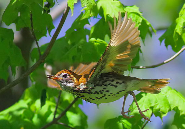 <p>Wood Thrush</p>
