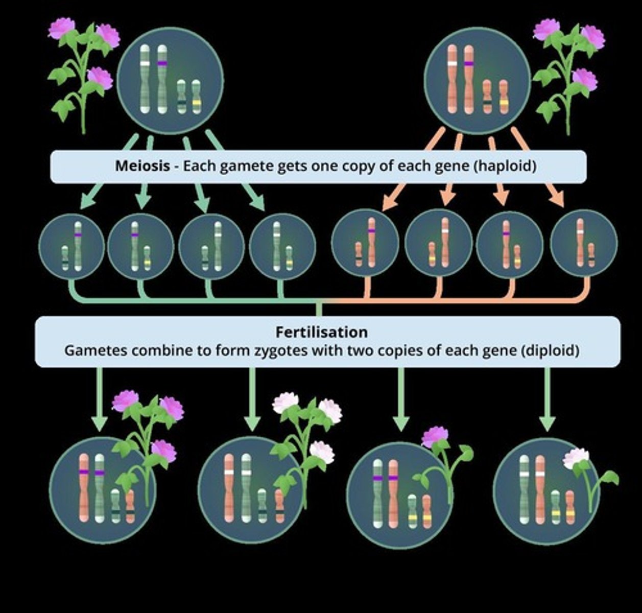 <p>Pairs of alleles are separated when gametes are formed</p>