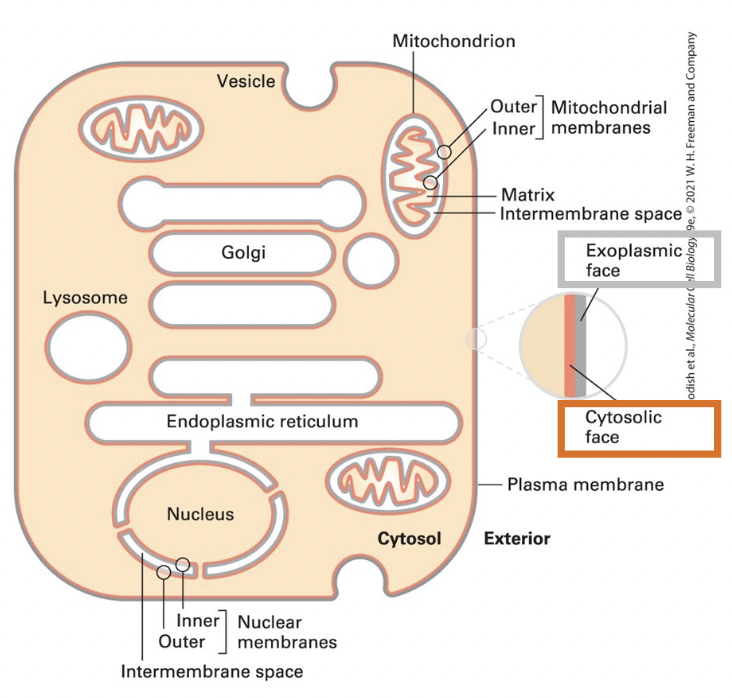 <p>enclosed by two membranes separated by small intermembrane space </p><p>exoplasmic faces of the inner and outer membranes border the intermembrane space </p>