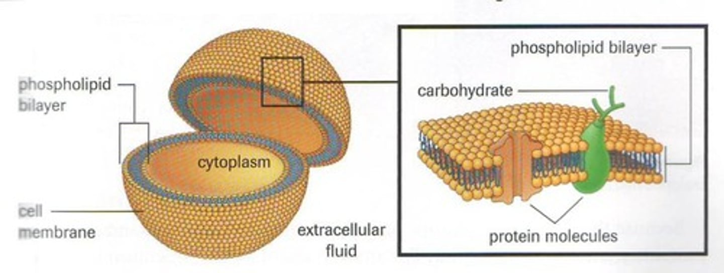 <p>Double layer of phospholipids forming cell membranes.</p>