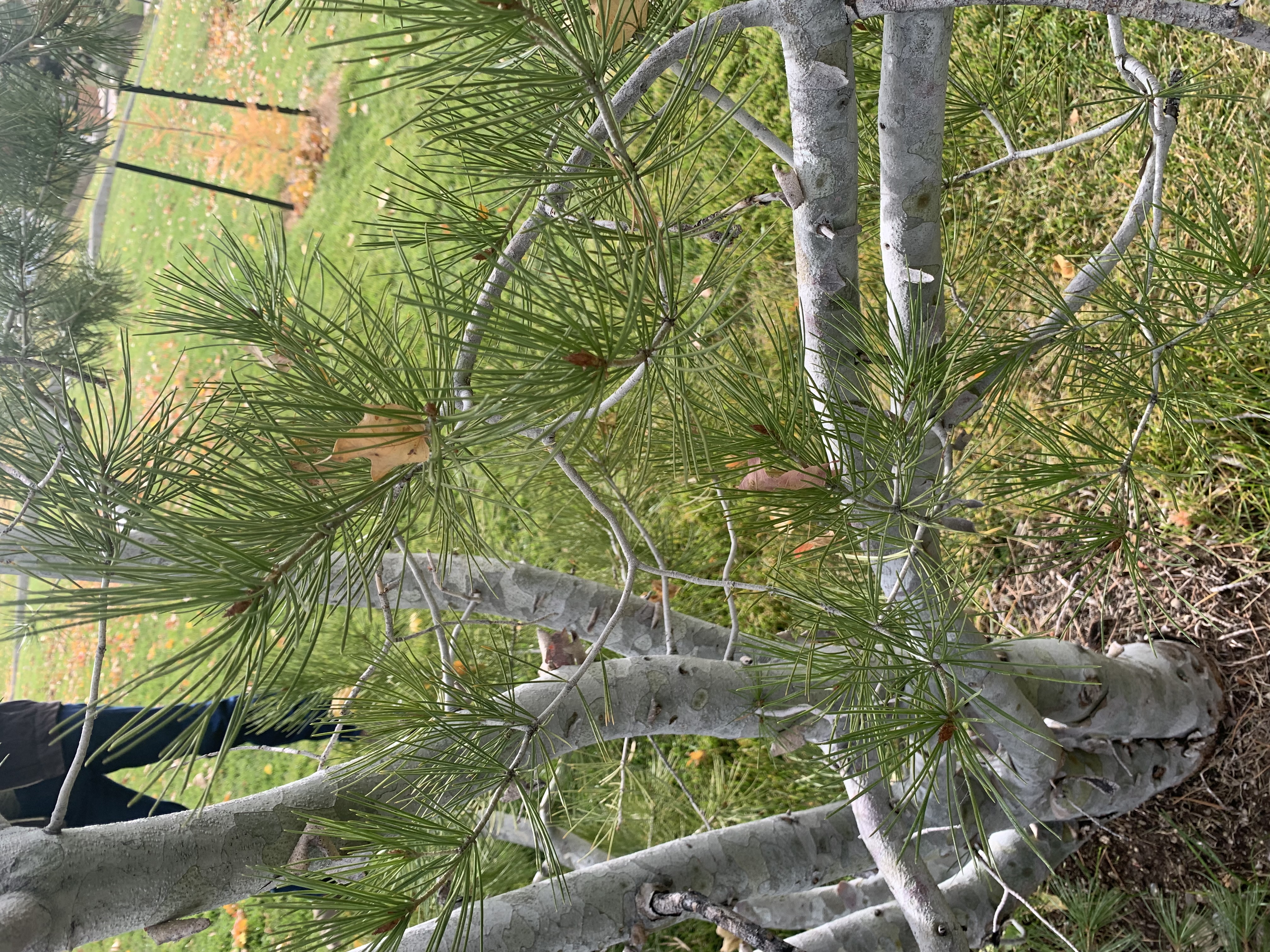 <p>zone 5</p><p>50’x30’</p><p>needles in 2s, exfoliating bark like london plane</p><p>rock garden, specimen for bark/habit</p>