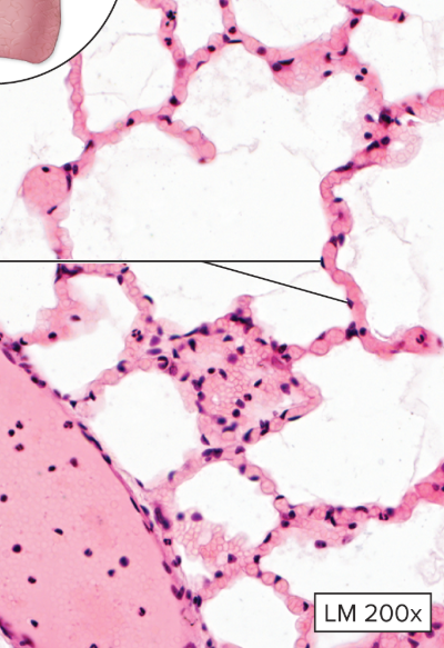 <p>What type of epithelial tissue is this?</p>