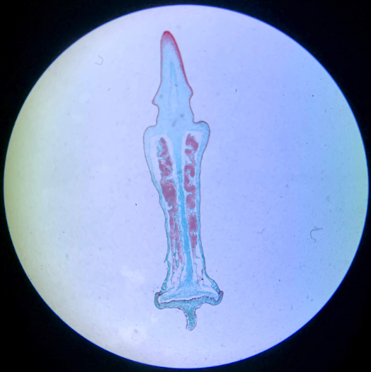<p>Label and identify </p>