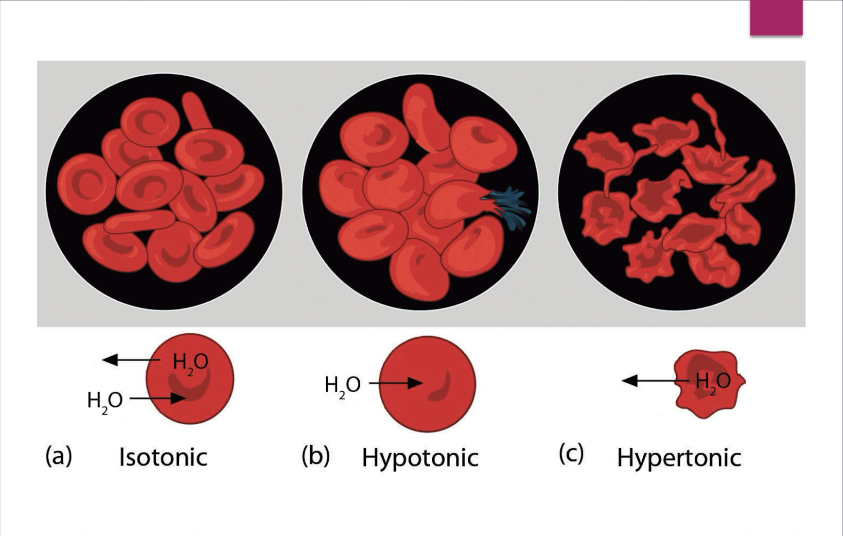 <p>decreased (because there is more solute inside the cell than outside of the cell); intravascular; interstitial</p>
