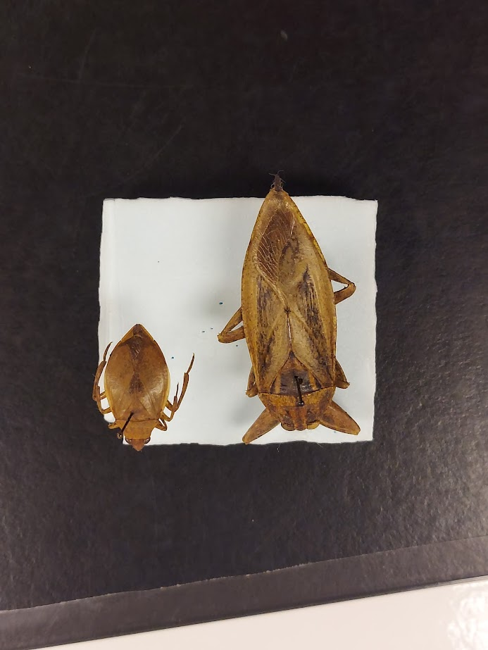 <p>Large and oval flattened bodies</p><p>Raptorial fore-legs</p><p>Buttcracks (respiratory appendages)</p>