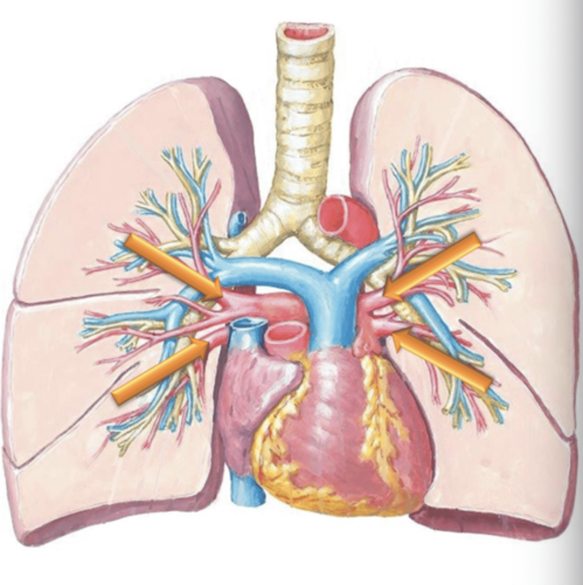 <p>Once the blood has been reoxygenated in the lungs, it returns to the left atria of the heart via the four ___ ___.</p>