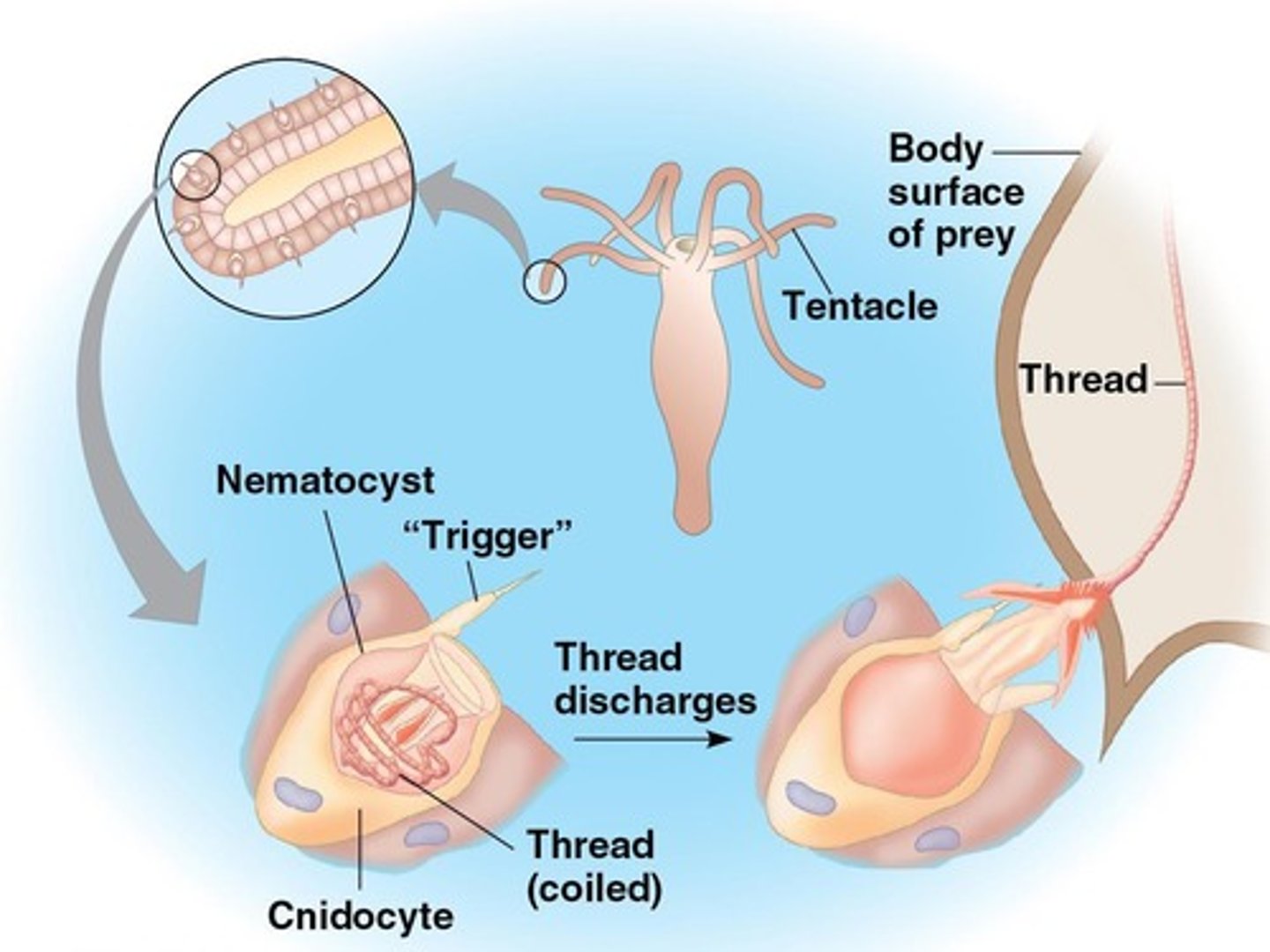 <p>Specialized cells in cnidarians used for defense and prey capture, containing nematocysts that eject stinging threads.</p>