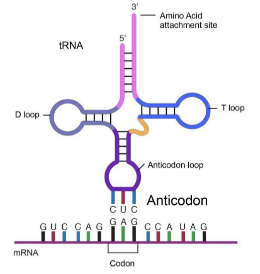 <ul><li><p>tRNA molecule helps decode a messenger RNA (mRNA) sequence into a protein</p></li><li><p>can recognize and bind to the complementary mRNA codon. </p></li><li><p>Each tRNA has its corresponding amino acid attached to its end.</p></li></ul><p></p>