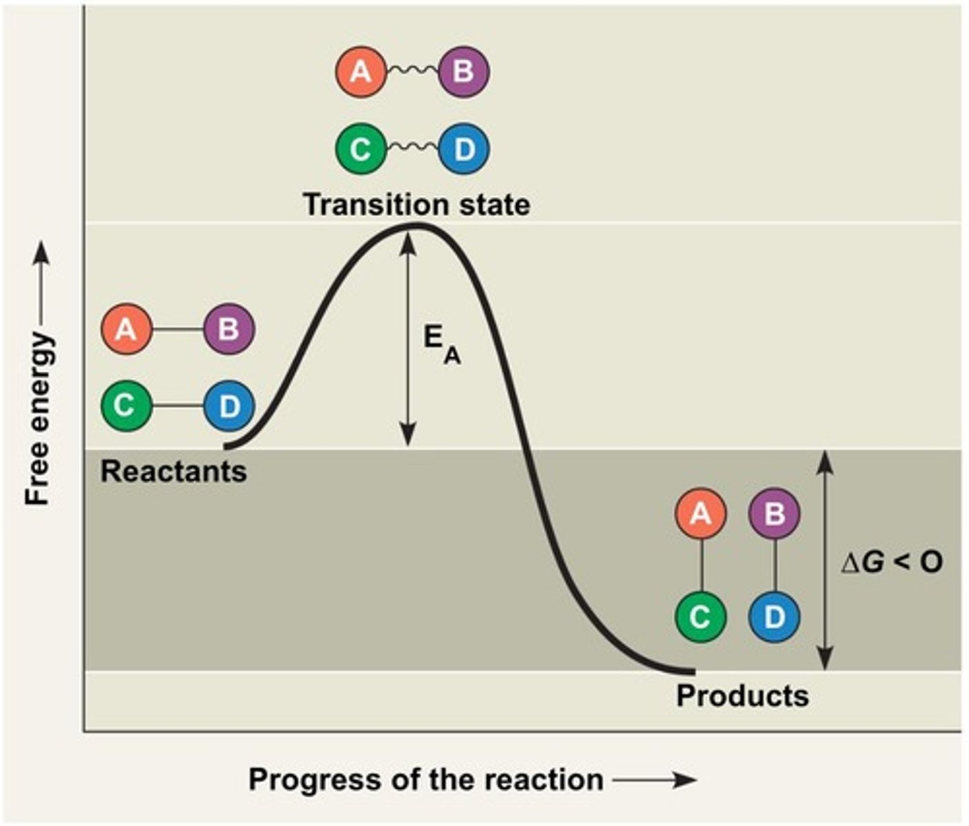 <p>A graph that illustrates the energy changes during a chemical reaction, showing reactants, products, and activation energy.</p>