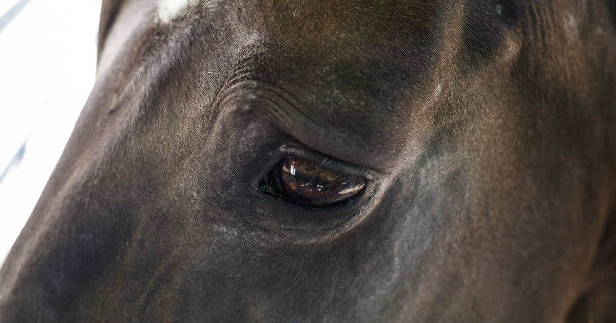 <p>What does upper eyelids furrowed indicate?</p>