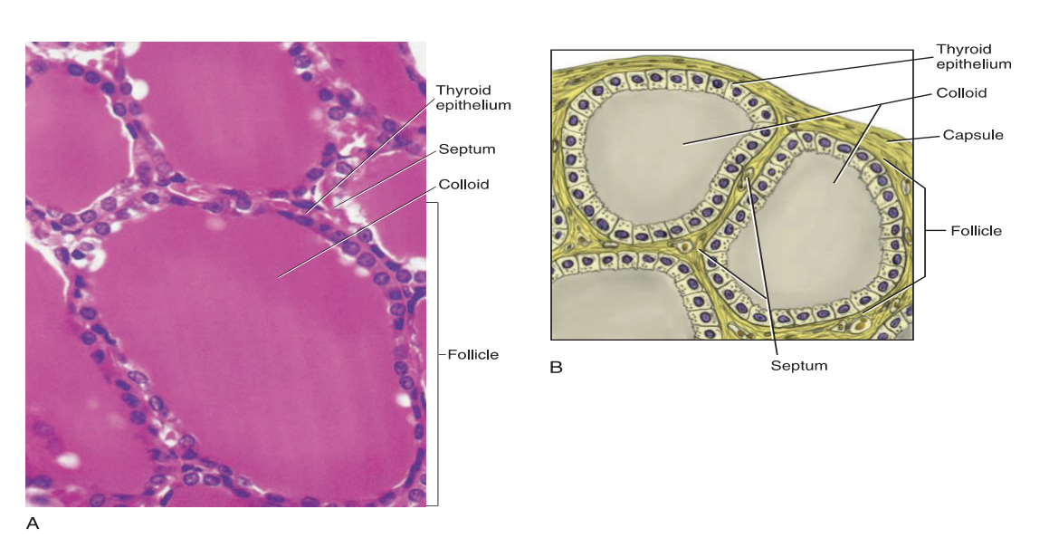 <p>The thyroid gland is covered by a connective tissue capsule </p><p>The septa divide the gland into larger lobes and smaller lobules </p><p> Each follicle consists of a layer of simple cuboidal epithelium enclosing a cavity that is usually filled with colloid - produces thyroxine</p>