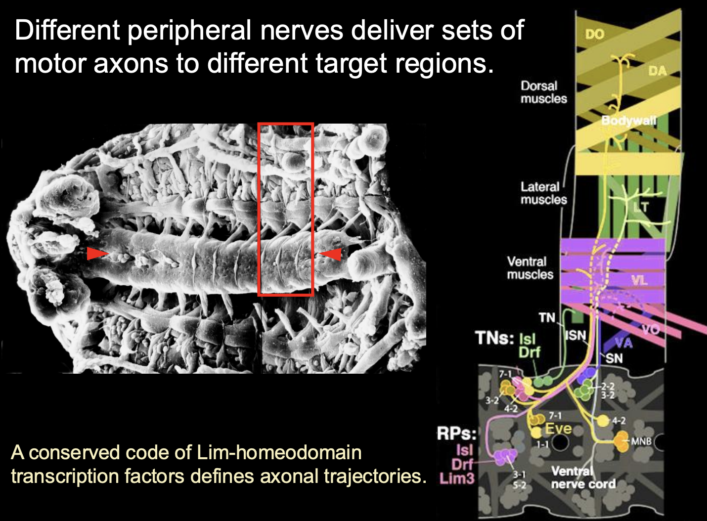 <ul><li><p>30 motor neurons to 30 muscules</p></li><li><p>1:1 innervation</p></li><li><p>different peripheral nerves deliver sets of motor axons to different target regions</p></li></ul><p></p>