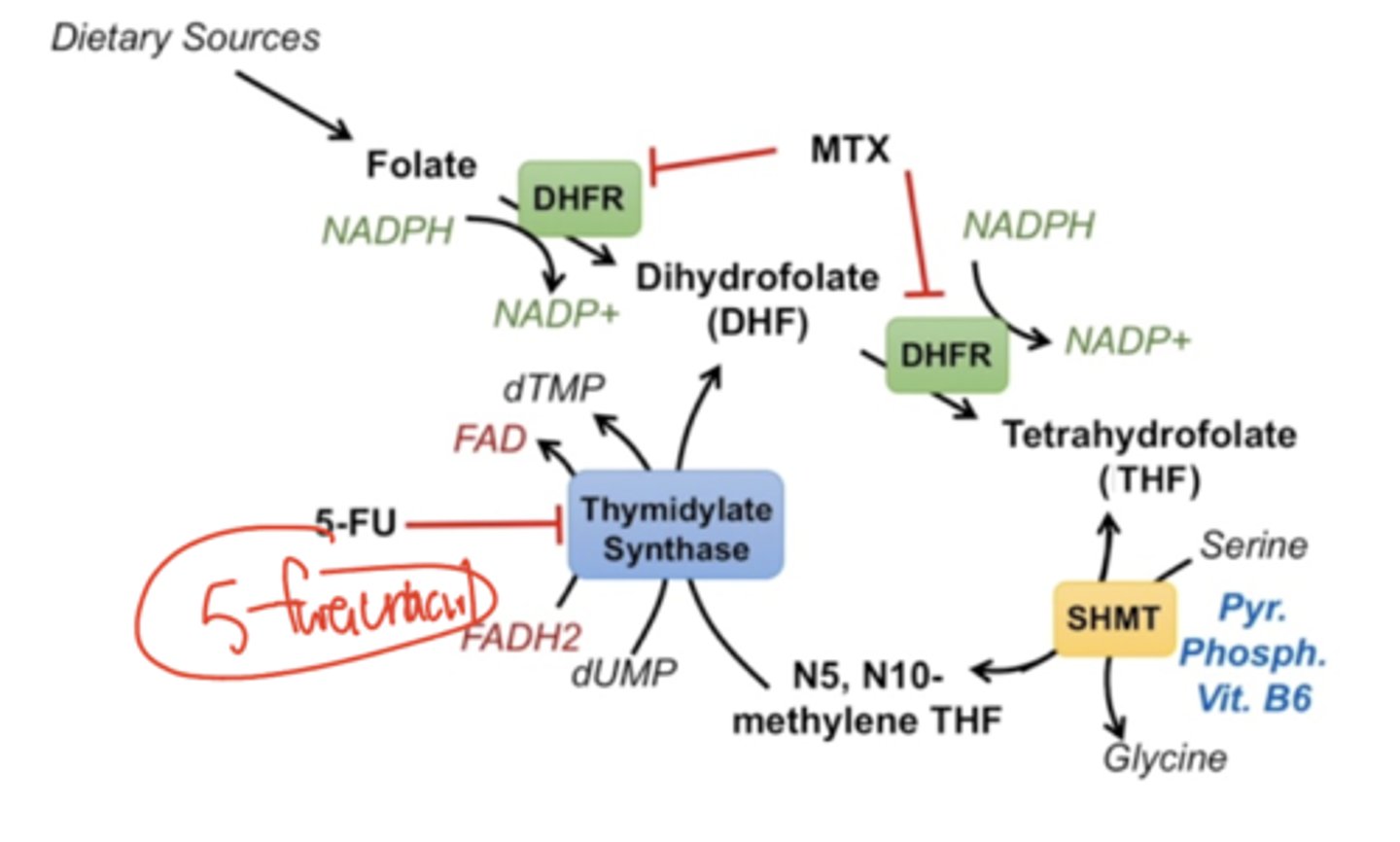 <p>N10 methylene THF can be converted back into DHF by thymidylate synthase. This requires dUMP, which converts it into dTMP (remember the DNA synthesis path mentioned previously in your mind). Also requires FADH2, which is oxidized into FAD+. Thymidylate synthase is inhibited by 5-FU (fluorouracil).</p>
