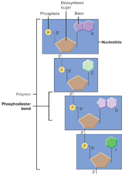 <p>Fill in the blank…</p><p>DNA contains four kinds of ( ) linked in a long chain by ( ), or covalent bonds joining adjacent nucleotides. </p>
