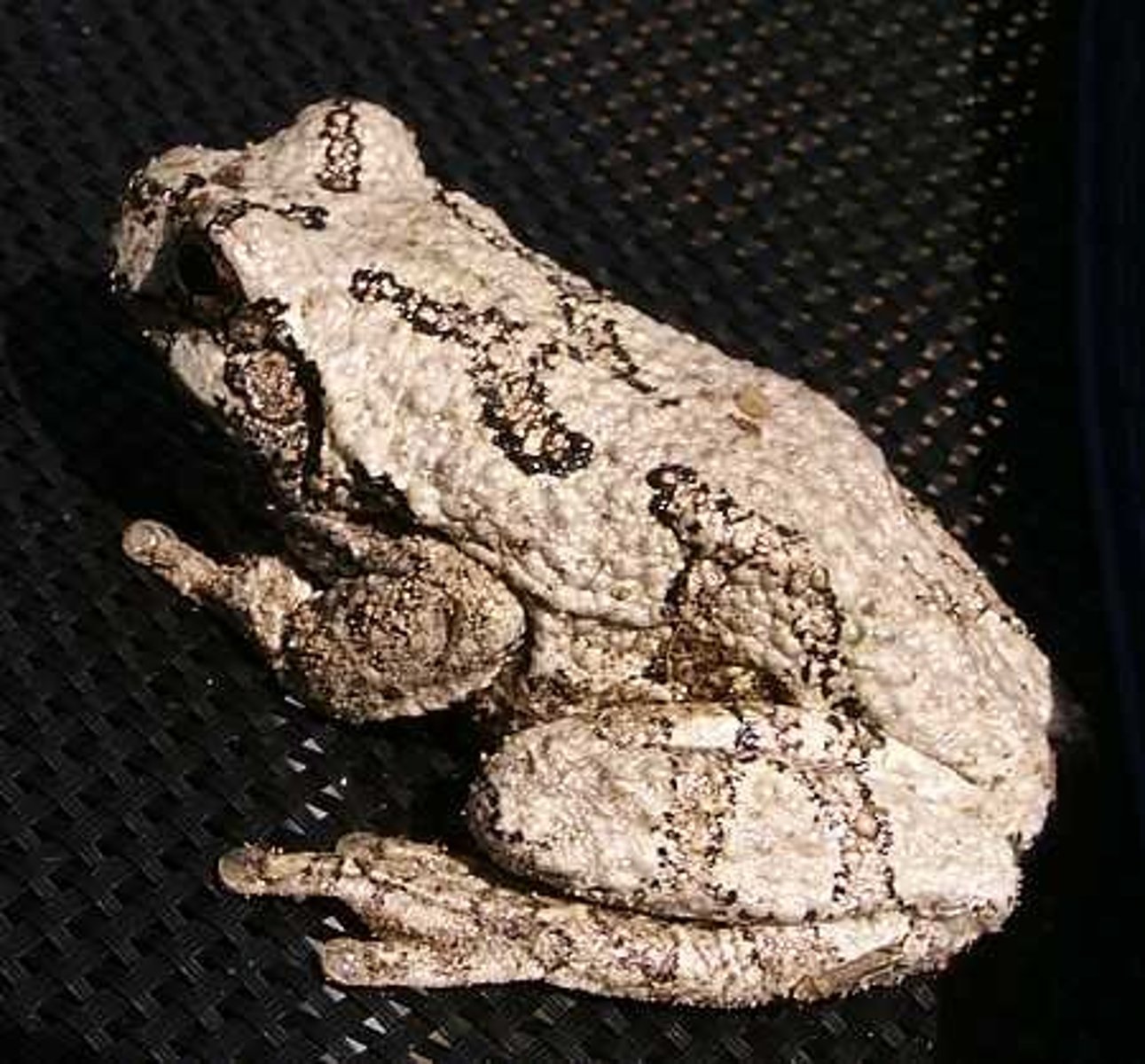 <p>Dryophytes versicolor</p>