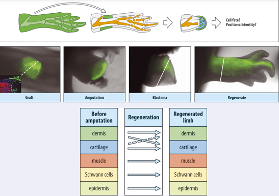 <p><span>So the blastema provides a only&nbsp; limited dedifferentiation environment. An experiment illustrating this is shown in this slide .&nbsp; Here they took tissues from a GFP labeled animal and transplanted, for instance, the dermis to the limb on an unlabeled animal. When the transplant had taken they amputated the limb at the level of the transplant, and looked what the labeled cells were contributing to. Were they only forming dermis or were they also contributing to other tissues in the regenerated limb.</span></p><p style="text-align: left"><span>When they did such experiments on a larger scale they found the results shown in the table below…</span></p><p style="text-align: left"><span>There was a bit of celtype change between dermis and cartilage, but all others were true type, muscle form muscle, schan cells form schwan cells and epidermis forms epidermis.</span></p><p></p>