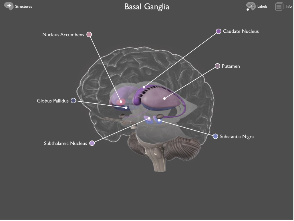 <ul><li><p class="Paragraph WhiteSpaceCollapse SCXP32916219 BCX0"><span>Subthalamic Nucleus</span><span style="font-family: Calibri, Calibri_EmbeddedFont, Calibri_MSFontService, sans-serif">​</span></p></li><li><p class="Paragraph WhiteSpaceCollapse SCXP32916219 BCX0"><span>Substantia Nigra</span></p></li></ul><p></p>