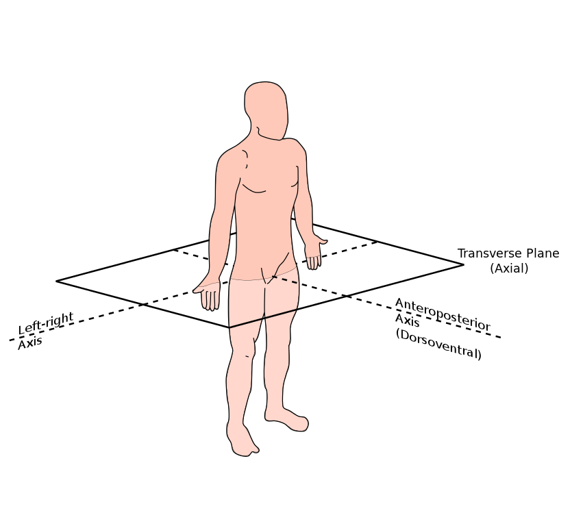 Divides body horizontally into superior and anterior parts