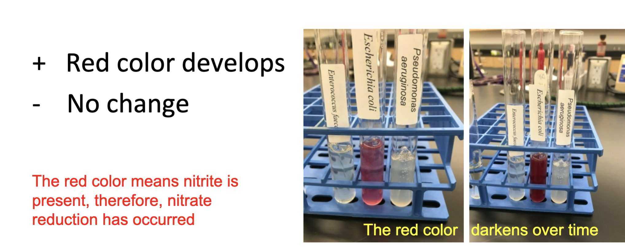 Add Nitrate reagent A and B

\+ red (nitrate was reduced to nitrite)

\- colorless