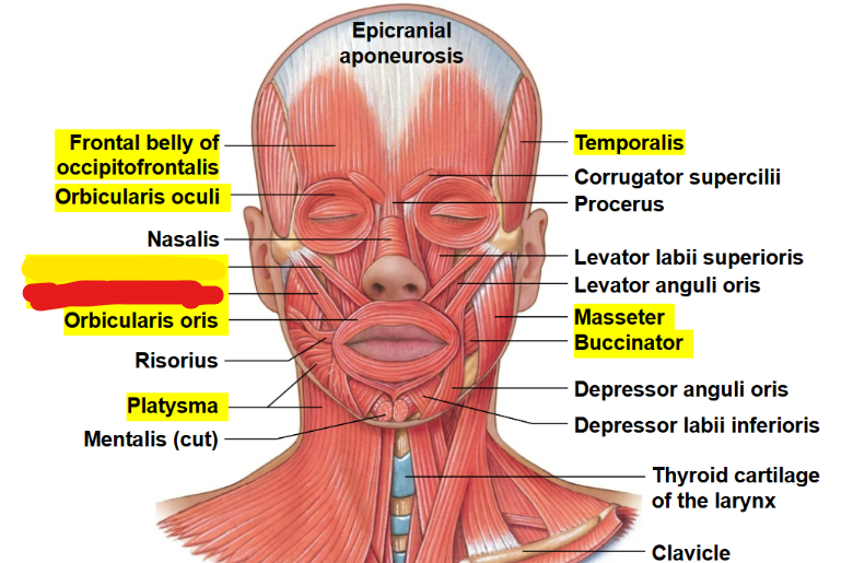 <p>What muscle is this?</p>