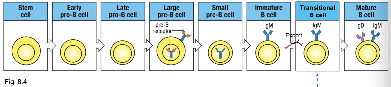 <p>negative selection round 2</p><ul><li><p>tests whether BCR with central tolerance fails to recognize any new self-antigens expressed in the periphery (i.e. outside the BM)</p></li><li><p>antigen-dependent: expression by splenocytes and soluble molecules in splees/circulating in the blood</p></li><li><p>peripheral tolerance</p></li></ul><p></p>