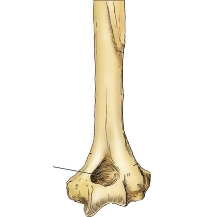 <p>Deep triangular depression on the <strong>posterior side</strong> of the humerus</p><p>Superior to the Trochlea</p>