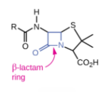 <p>Semisynthetic ______</p><ul><li><p>B-lactam antibacterial that was the first cell wall synthesis inhibitor developed</p></li></ul><p></p>