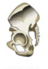 <p>bones of vertebral column</p>