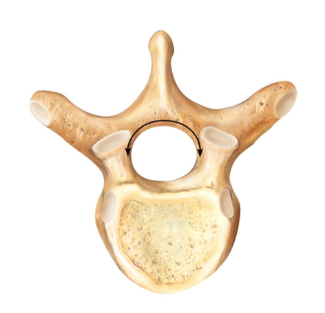 <p>What vertebra is shown on the left?</p><p></p><p>A. atlas</p><p>B. cervical</p><p>C. thoracic</p><p>D. lumbar</p>