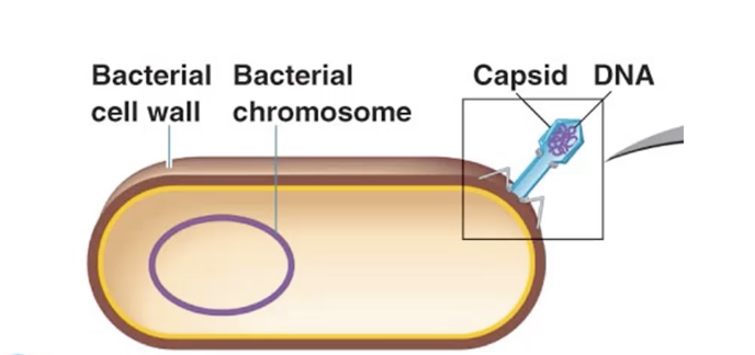 <p>What are the steps in the lytic replication cycle? What occurs during each step?</p>