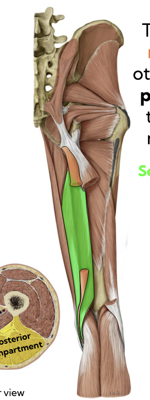 <p>Semitendinosus — Posterior thigh (orange) </p>