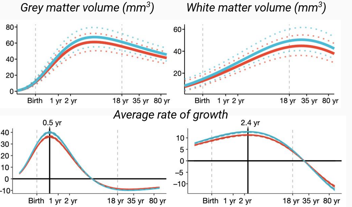 <p>When does anatomical development peak?</p>