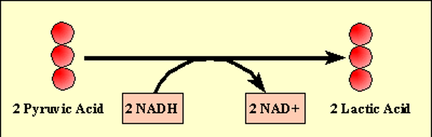 <p>the chemical breakdown of carbohydrates that produces lactic acid as the main end product, muscle cells</p>