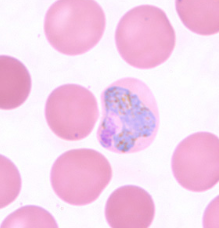 <p>Dr. Vicente Y. Belizario Jr.</p>