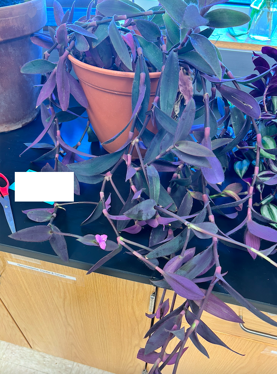 <p><span style="background-color: transparent;"><span>Order? Family?</span></span></p>