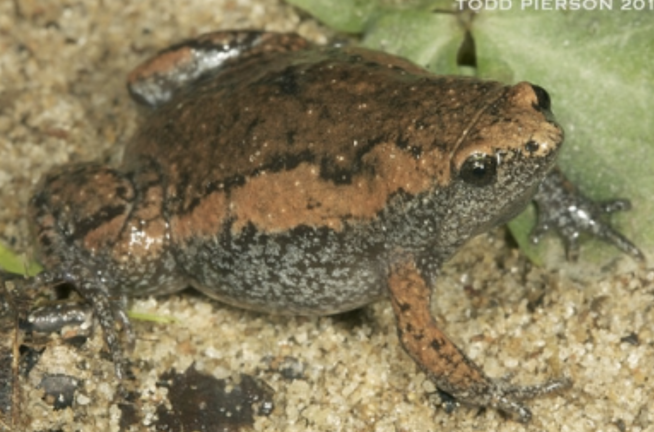 term image
