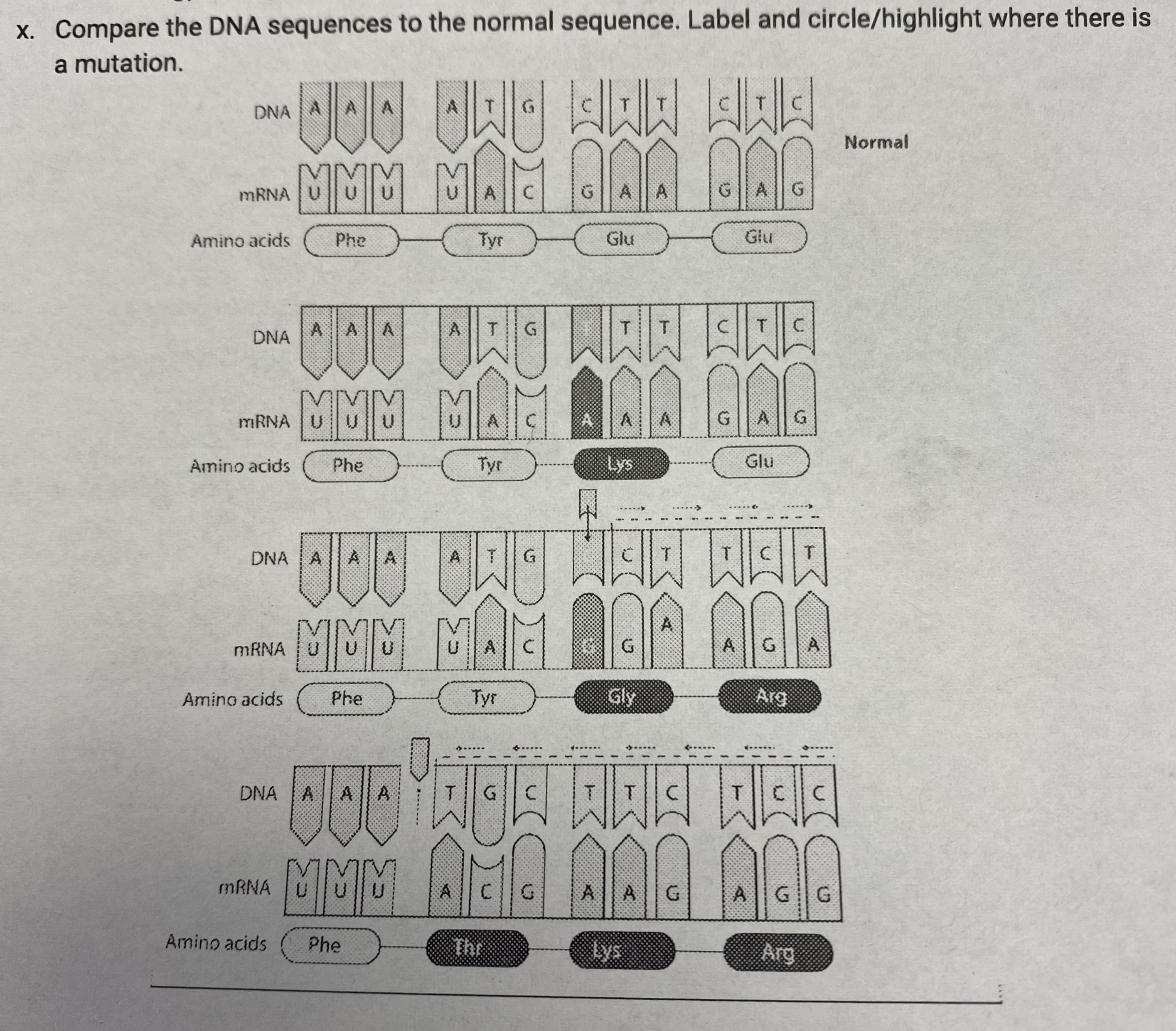 <p>Compare the DNA sequences to the normal sequence. Label and circle/highlight where there is a mutation.</p>