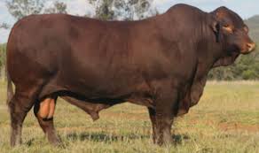 <ul><li><p>originated in U.S.</p></li><li><p>maternal</p></li><li><p>American</p></li><li><p>heat tolerant, insect resistant, mothering ability</p></li></ul><p></p>