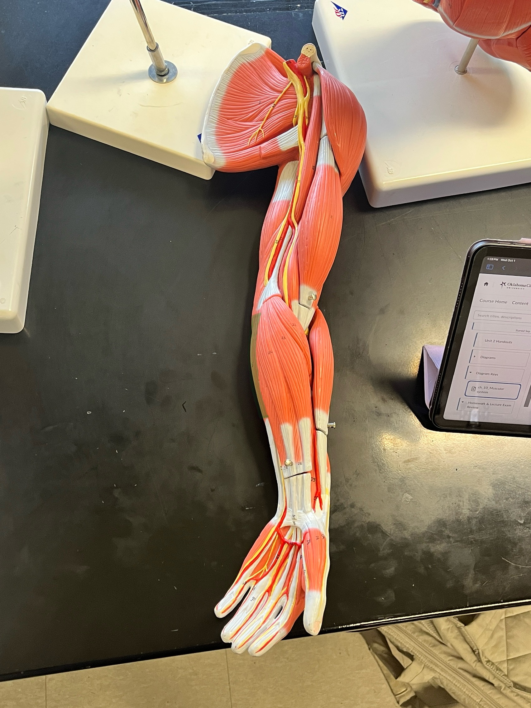 knowt flashcard image