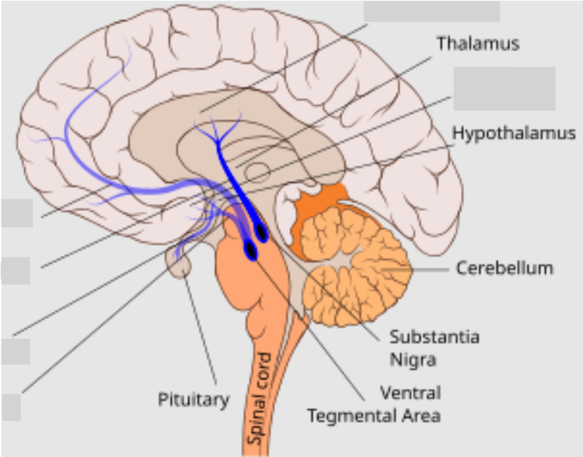 <p>— produce <u>Dopamine</u></p><p>— ouput to Basal Ganglia</p><p>— regulate initiation of <u>voluntary</u> movement</p><p>— spatial learning &amp; reward processing</p><p></p>