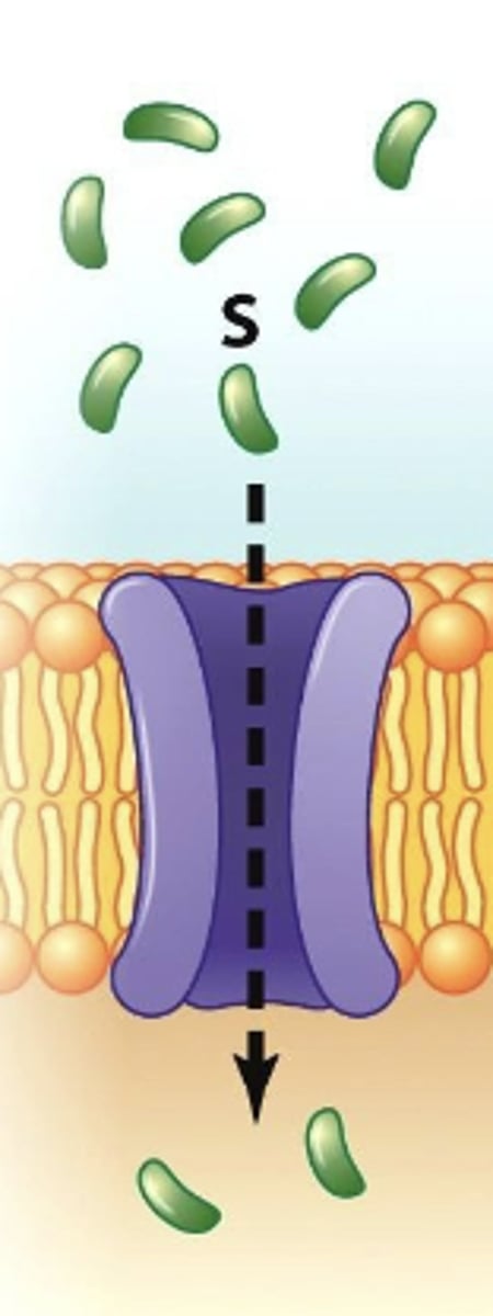 <p>using a protein channel to move particles with a concentration gradient; does NOT require energy</p>