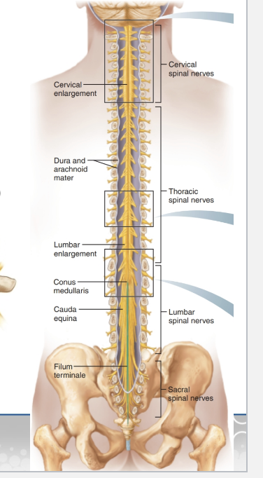 <p>Spinal Cord Anatomy</p>