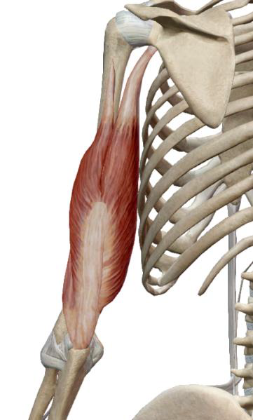 <p>Triceps brachial</p>